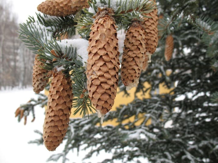 Шишки на ёлке